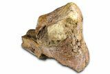 Triceratops Metatarsal Bone Section - Wyoming #371522-3